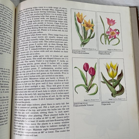 How to Grow Miniatures and Bonsai Plants u Time Life Encyclopedia of Gardening 1 - Picture 9 of 9